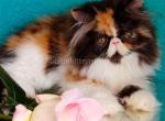 Miranda calico tricolor persian longhair exotic - Persian Cat For Sale - Los Angeles&comma; CA&comma; US
