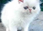 Adam white & cream persian exotic longhair boy - Persian Cat For Sale - Los Angeles&comma; CA&comma; US