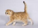 Nair scottish fold golden tabby chinchilla boy - Scottish Fold Cat For Sale - Los Angeles&comma; CA&comma; US