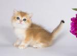 Nerber scottish straight golden shaded chinchilla - Scottish Fold Cat For Sale - Los Angeles&comma; CA&comma; US