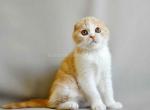 Multik creamy bicolor scottish fold baby boy - Scottish Fold Cat For Sale - Los Angeles&comma; CA&comma; US