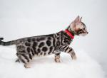 Aprils litter - Bengal Cat For Sale - Arvada&comma; CO&comma; US