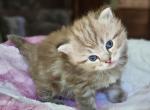 Seal sepia lynx - Ragdoll Cat For Sale - Farmville&comma; VA&comma; US