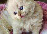 Chocolate mink - Ragdoll Cat For Sale - Farmville&comma; VA&comma; US