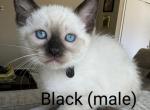 MALE BLACK COLLAR - Siamese Cat For Sale - Philadelphia&comma; PA&comma; US