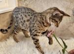 Buttercup - Savannah Cat For Sale - Bradenton&comma; FL&comma; US