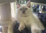 Sunny - Ragdoll Cat For Sale - Front Royal&comma; VA&comma; US