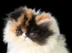 Cfa calico persian kitten - Persian Cat For Sale - Woodburn&comma; IN&comma; US