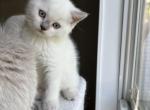 Aang - British Shorthair Cat For Sale - Lima&comma; OH&comma; US