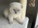 Appa - Scottish Fold Cat For Sale - Lima&comma; OH&comma; US