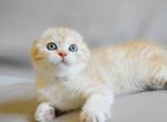Nyura creamy bicolor scottish fold baby girl - Scottish Fold Cat For Sale - Los Angeles&comma; CA&comma; US
