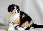 Magdalena calico tricolor scottish fold baby girl - Scottish Fold Cat For Sale - Los Angeles&comma; CA&comma; US