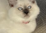 Solar eclipse litter - Ragdoll Cat For Sale - Front Royal&comma; VA&comma; US