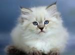 Nyusha - Siberian Cat For Sale - Miami&comma; FL&comma; US