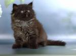 Neo - Siberian Cat For Sale - Miami&comma; FL&comma; US