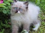 Gerakl - Siberian Cat For Sale - Miami&comma; FL&comma; US