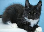 Helga - Maine Coon Cat For Sale - Miami&comma; FL&comma; US