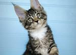 Hazlenut - Maine Coon Cat For Sale - Miami&comma; FL&comma; US