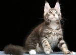 Migel - Maine Coon Cat For Sale - Miami&comma; FL&comma; US
