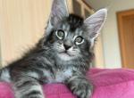 Chester - Maine Coon Cat For Sale - Miami&comma; FL&comma; US