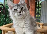 Uragan - Maine Coon Cat For Sale - Miami&comma; FL&comma; US