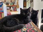 HimalayanMaineCoon kittens - Maine Coon Cat For Sale - Van Horne&comma; IA&comma; US