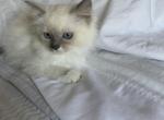 Lucy - Ragdoll Cat For Sale - Church Hill&comma; TN&comma; US