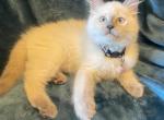 Rosie's 1st Litter - Siamese Cat For Sale - Ypsilanti&comma; MI&comma; US