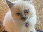 Rosie's First Litter - Balinese Cat For Sale - Ypsilanti&comma; MI&comma; US
