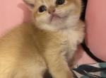 British golden chinchilla - British Shorthair Cat For Sale - Staten Island&comma; NY&comma; US