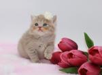 Lilac golden Scottish Straight Girl - Scottish Straight Cat For Sale - Spokane&comma; WA&comma; US