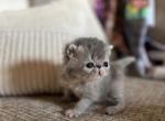 Peppers Litter Breeding Rights Available - Exotic Cat For Sale - TN&comma; US