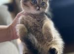 Mirabel - British Shorthair Cat For Sale - Jacksonville&comma; FL&comma; US