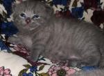 Aaron - Scottish Fold Cat For Sale - Molalla&comma; OR&comma; US