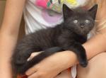 Black kitten - Domestic Cat For Adoption - Auburn&comma; WA&comma; US