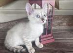 Bengal kittens TICA registered - Bengal Cat For Sale - Vandalia&comma; OH&comma; US