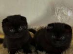 Dorothy black gorgerous scottish fold baby girl - Scottish Fold Cat For Sale - Los Angeles&comma; CA&comma; US