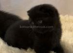 Darth black gorgerous scottish fold baby boy - Scottish Fold Cat For Sale - Los Angeles&comma; CA&comma; US