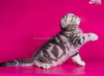 Nilson silver butterfly marble tabby baby boy - Scottish Fold Cat For Sale - Los Angeles&comma; CA&comma; US