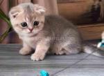 Little Bruce blue golden baby boy scottish fold - Scottish Fold Cat For Sale - Los Angeles&comma; CA&comma; US