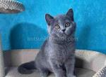 Michelle blue solid british shorthair chunky girl - British Shorthair Cat For Sale - TX&comma; US