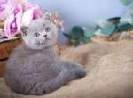 Flower blue solid british shorthair baby boy - Scottish Fold Cat For Sale - TX&comma; US