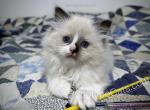 Grimace - Ragdoll Cat For Sale - Tuscaloosa&comma; AL&comma; US