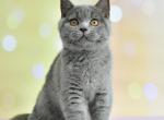 Irvis2 - British Shorthair Cat For Sale - Chicago&comma; IL&comma; US