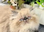 Persian Kittens male and females - Persian Cat For Sale - NY&comma; US