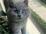 Riki - British Shorthair Cat For Sale - New York&comma; NY&comma; US