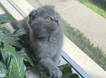 Mariela - Scottish Fold Cat For Sale - Brooklyn&comma; NY&comma; US