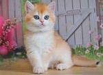 Golden shell ny 12 chinchilla british girl - British Shorthair Cat For Sale - Houston&comma; TX&comma; US
