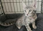 F3 Stunning Blue Girl - Savannah Cat For Sale - Lakeland&comma; FL&comma; US