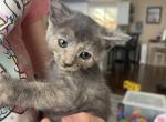 Gray calico - Domestic Cat For Sale - Auburn&comma; WA&comma; US